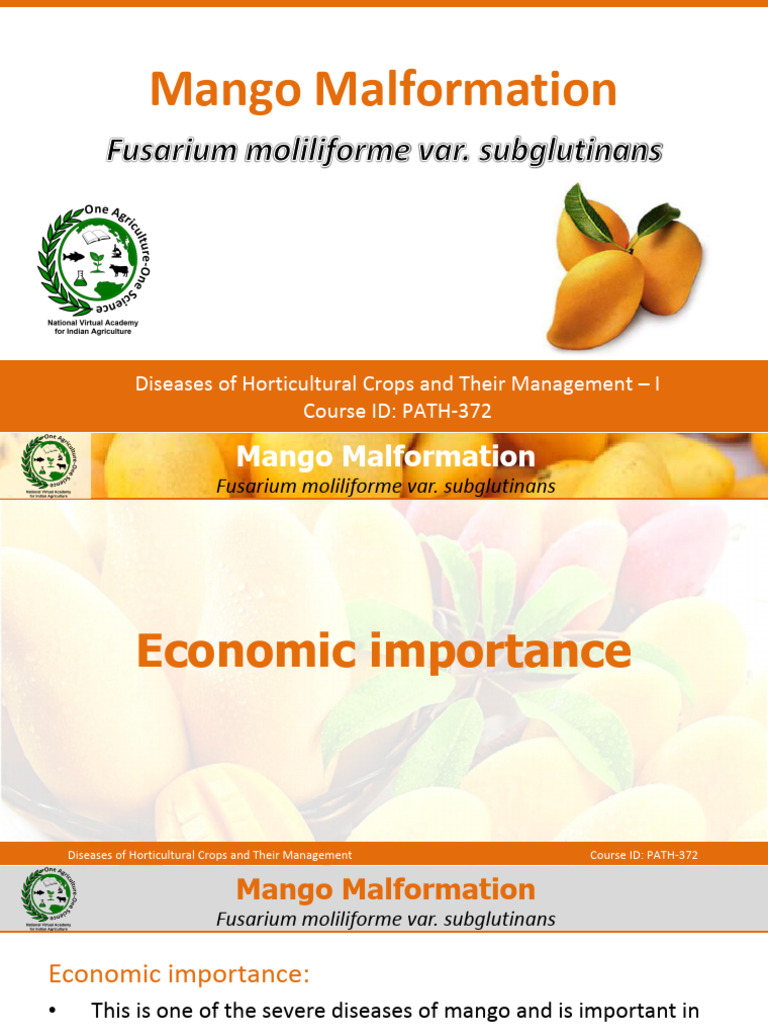 Mango Malformation Disease Overview | PDF | Mango | Organisms