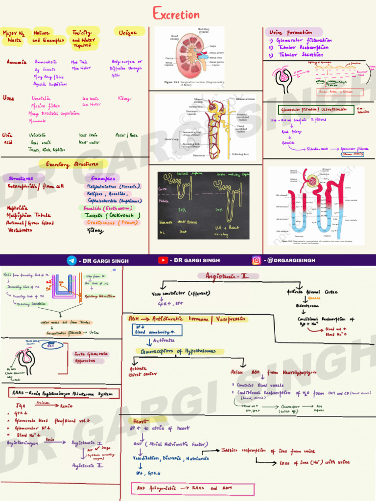 Excretion Mechanisms in Animals | PDF | Kidney