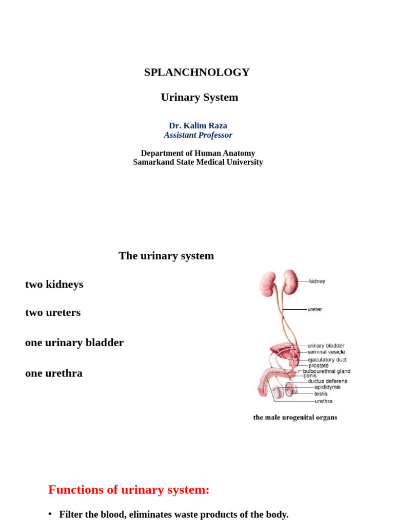 Overview of the Urinary System | PDF | Kidney | Urinary System