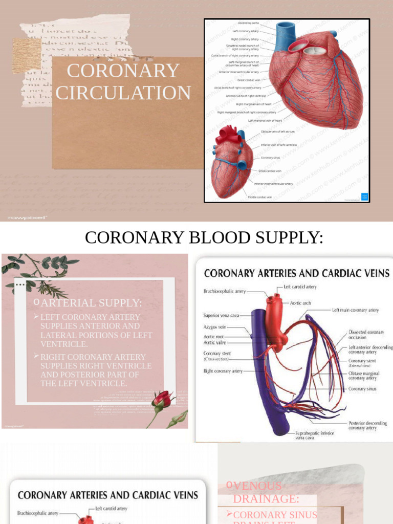Coronary Circulation | PDF | Coronary Circulation | Circulatory System