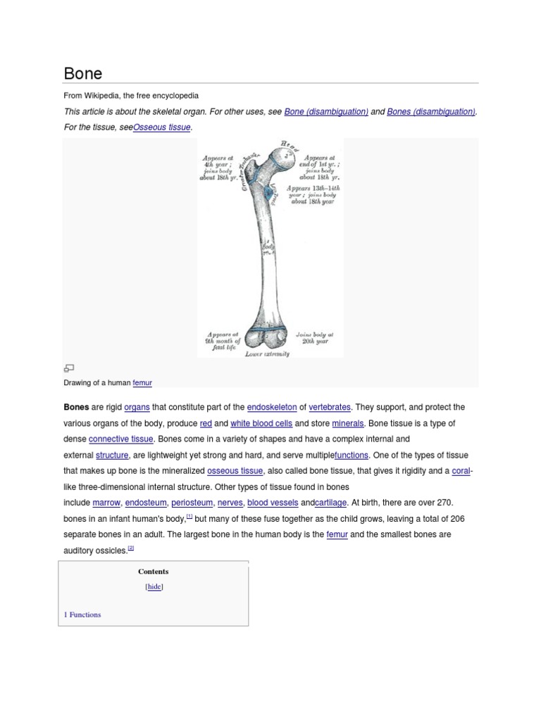Bone Structure & Function Overview | PDF | Bone | Osteoblast