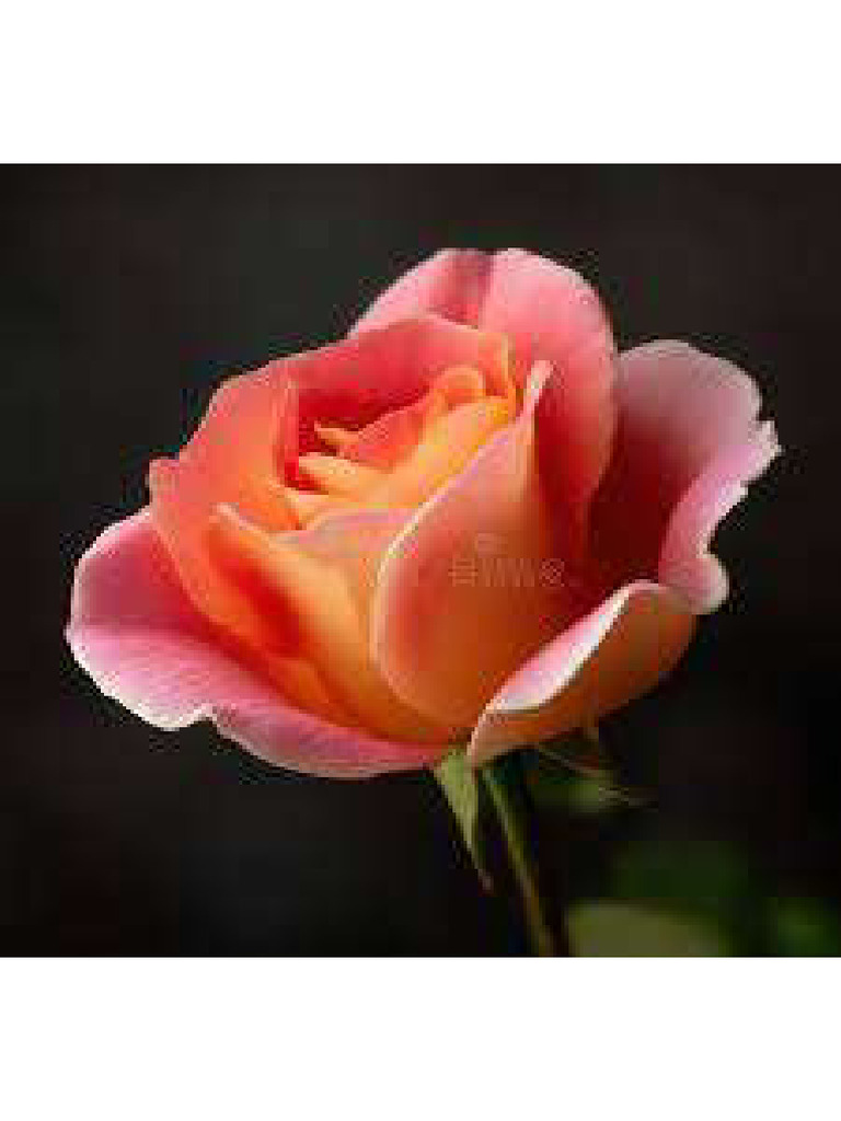 Rose | PDF