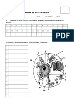 Prueba 1 Celula