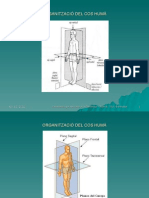 Tema 1. Organització Del Cos Humà
