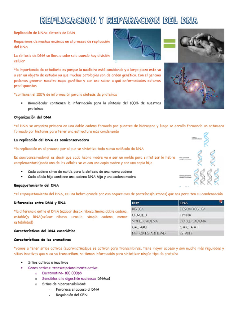 Replicación y Reparación del DNA | PDF | Adn | Replicación De Adn