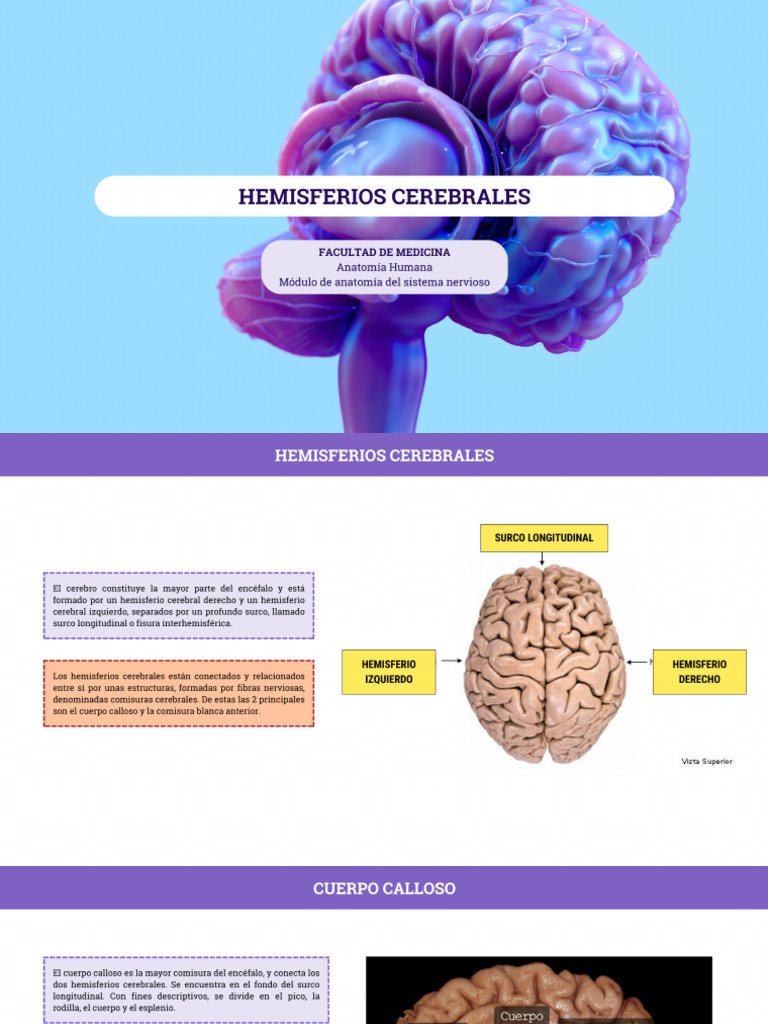 Hemisferios Cerebrales | PDF
