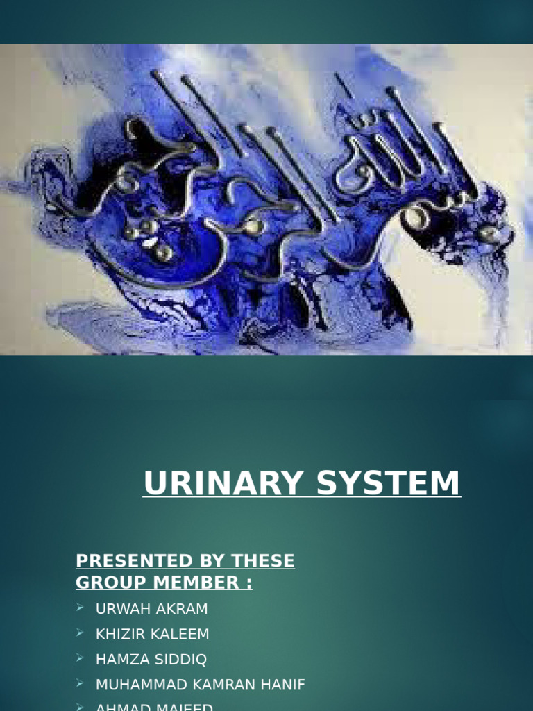 Urinary Bladder Function Explained | PDF