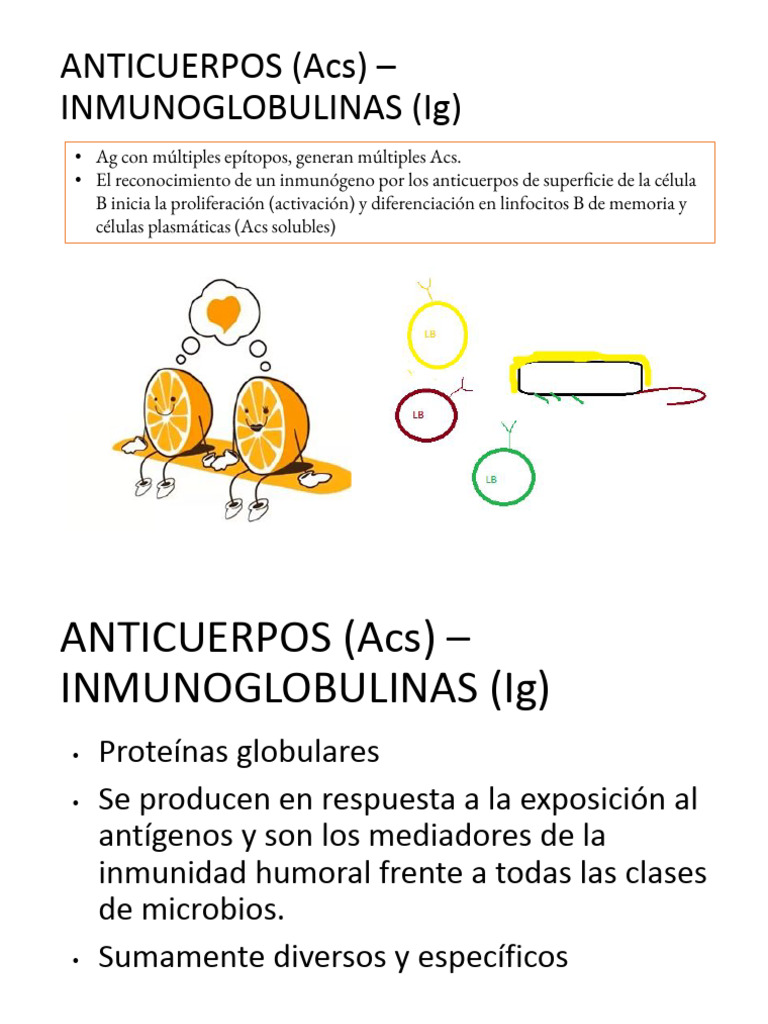 Estructura y Función de Anticuerpos | PDF | Anticuerpo | Linfocitos