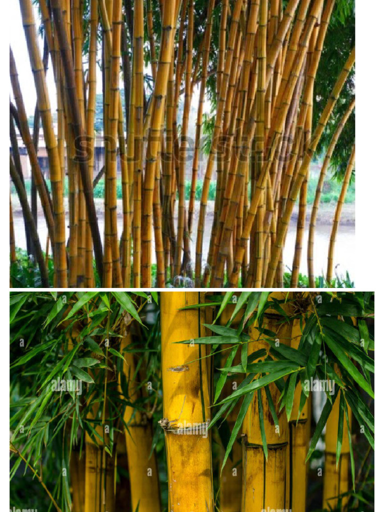 Yellow Bamboo | PDF