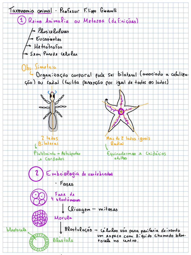 Cefalização e Taxonomia Animal | PDF | Biologia | Zoologia