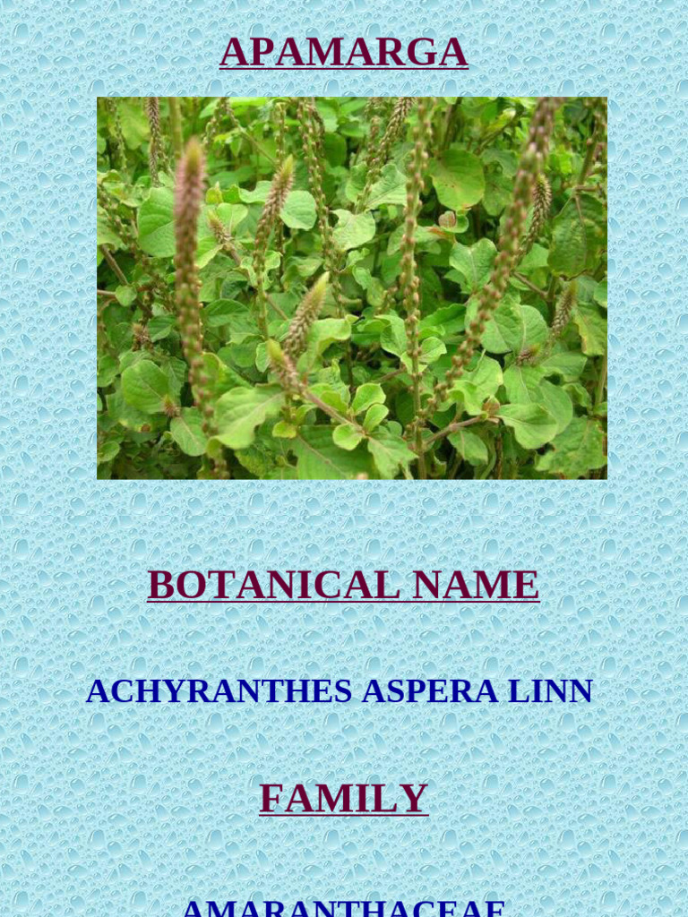 Apamarga: Botanical Overview and Uses | PDF | Leaf | Seed