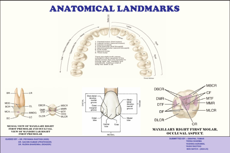Anatomical Landmarks 1 | PDF