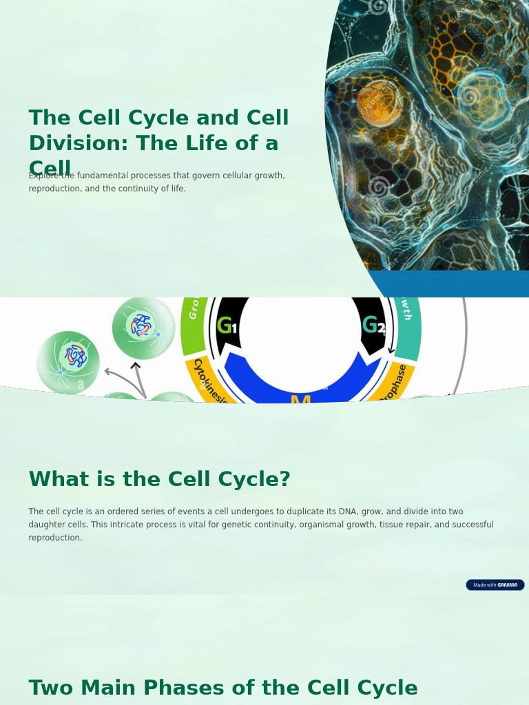 The Cell Cycle and Cell Division The Life of A Cell | PDF | Mitosis ...