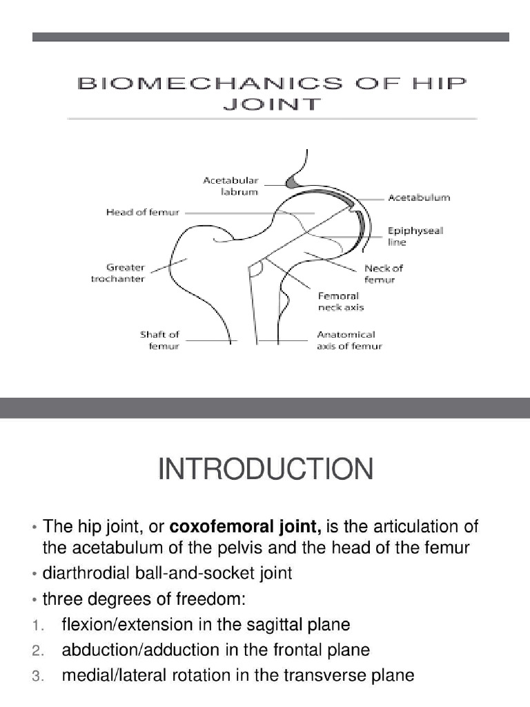 Biomechanics Hip Joint | PDF