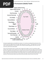 Adding Supernumerary Tooth in Chart | PDF
