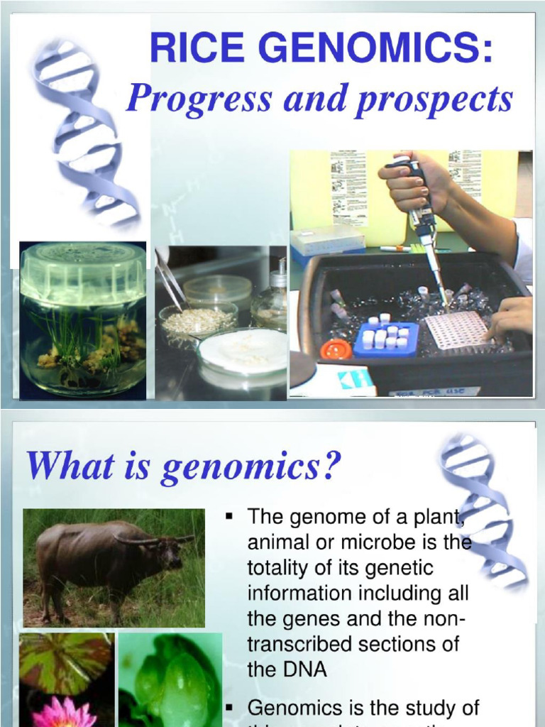 Rice Genome Project | PDF