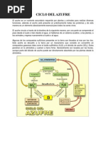 Ciclo Del Azufre