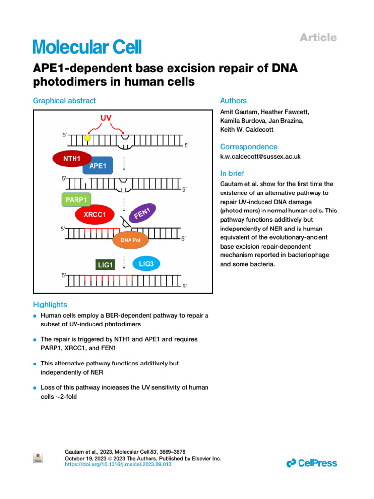 APE1-Dependent Base Excision Repair of DNA - Molecular Cell | PDF | Dna ...
