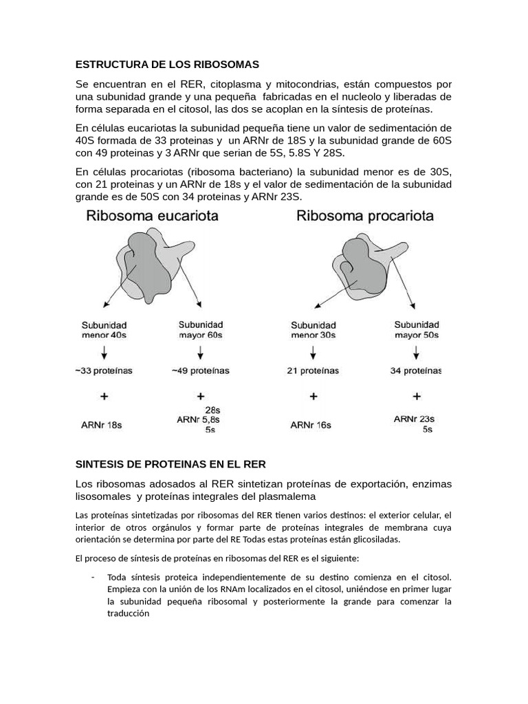 Estructura y función de los ribosomas | PDF | Ribosoma | Traducción ...