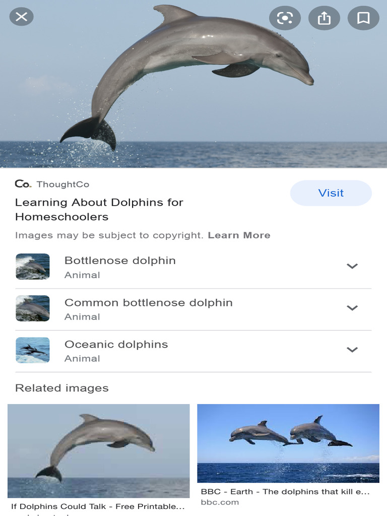 Fun Dolphin Facts for Kids | PDF