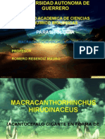 Macracanthorhynchus Ir