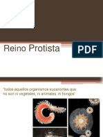 Reino Protista