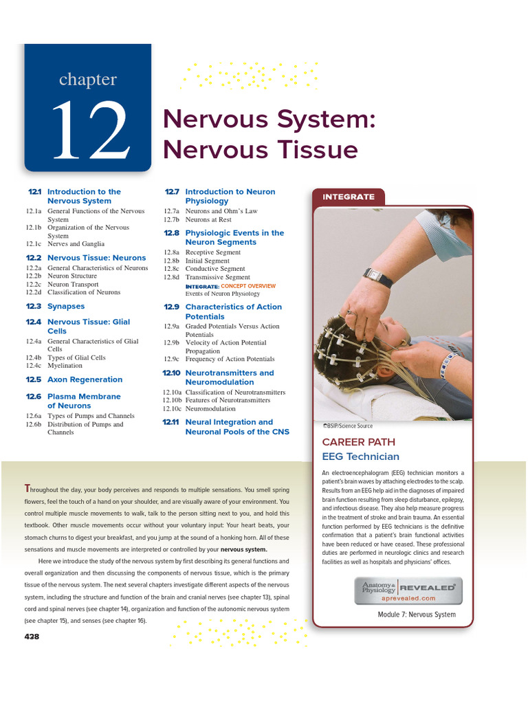Overview of Nervous System Functions | PDF | Nervous System | Neuron