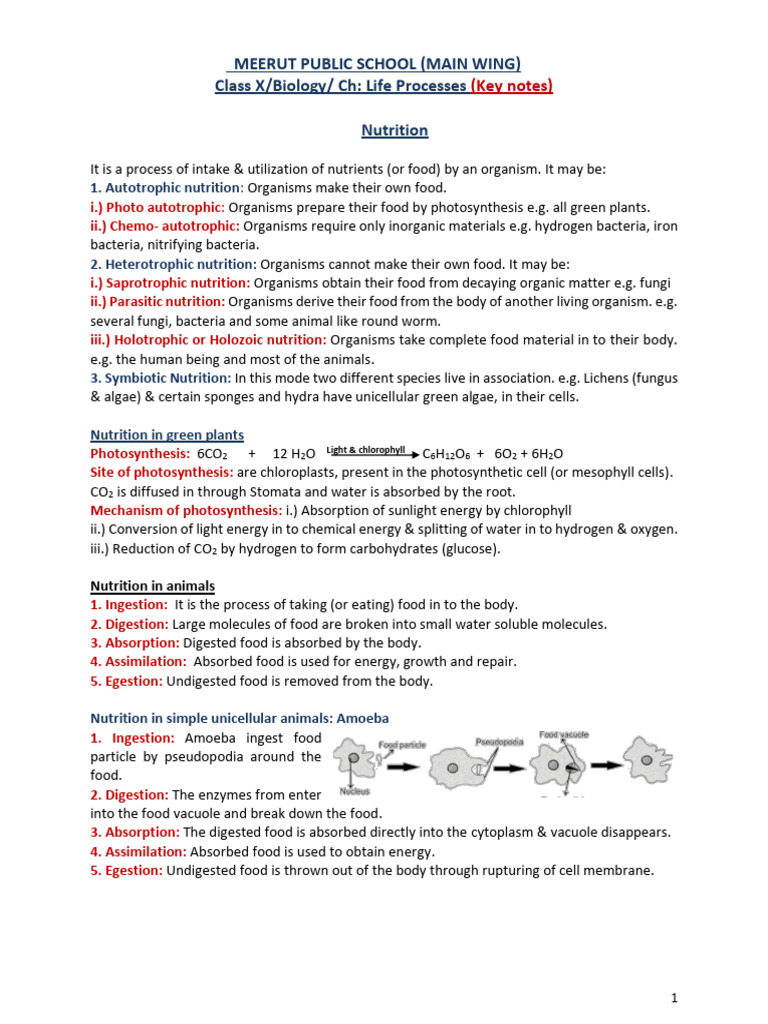 Key Notes on Life Processes in Biology | PDF | Digestion | Kidney