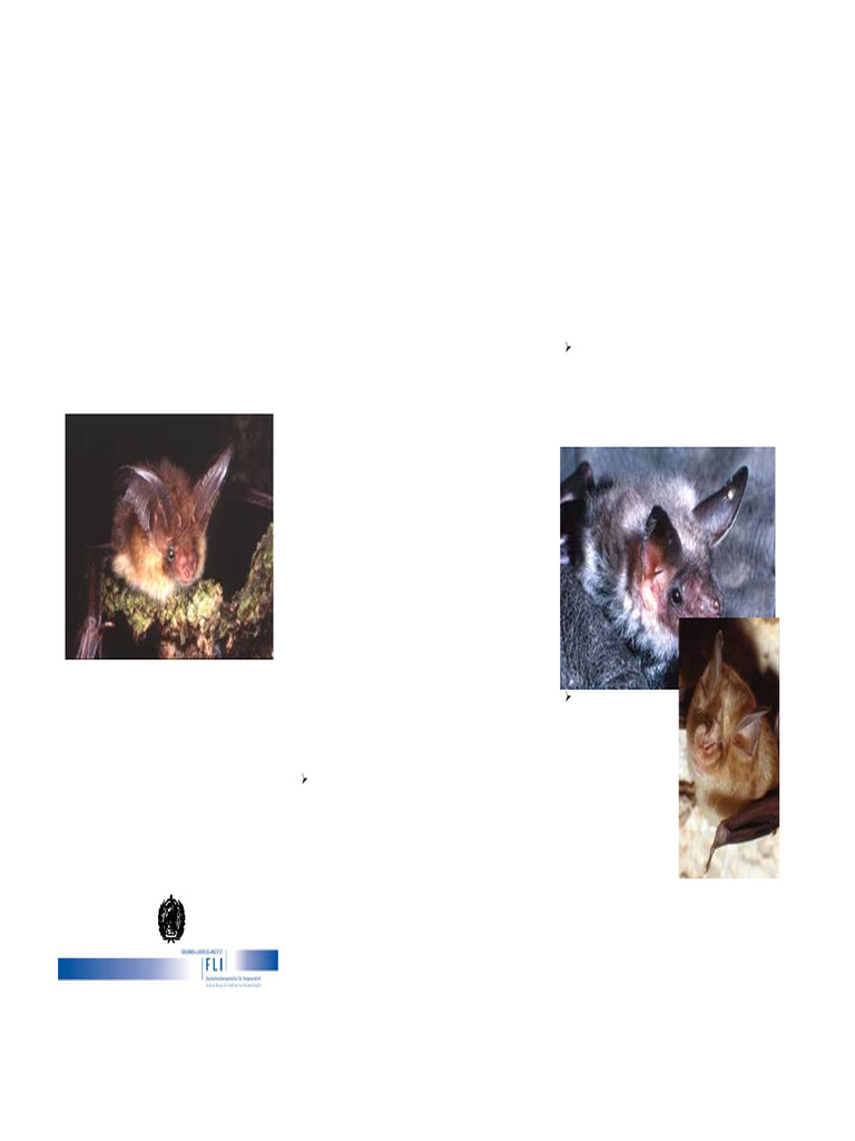 Bats in Europe: Protection and Rabies Risks | PDF | Rabies | Bat