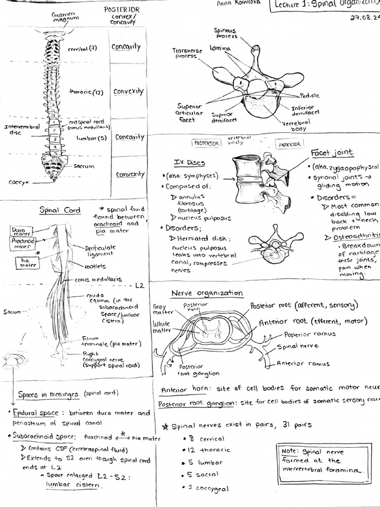 Spinal Anatomy: Cervical to Lumbar | PDF | Spinal Cord | Vertebra