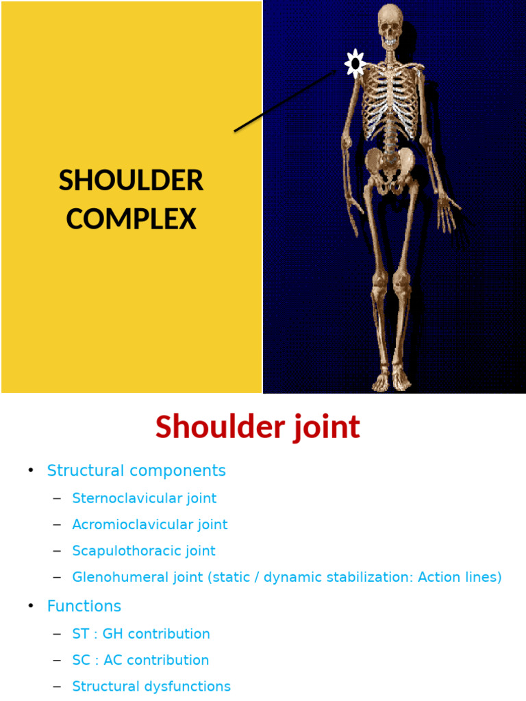 Anatomy and Function of the Shoulder Complex | PDF | Shoulder ...