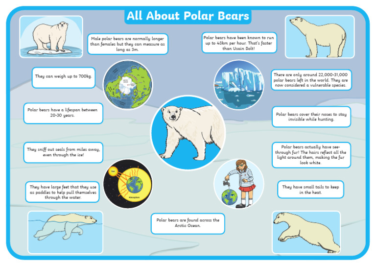 Key Facts About Polar Bears | PDF | Polar Bear | Bears