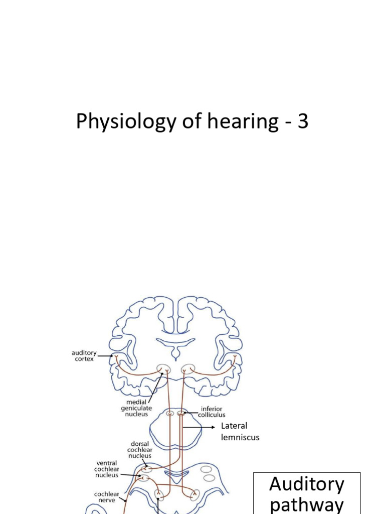 Understanding Sound Perception Mechanisms | PDF