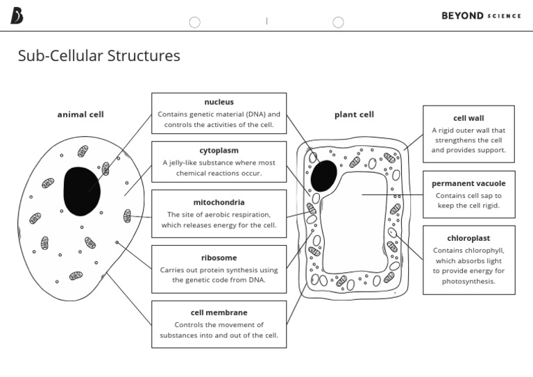 Animal and Plant Cells Labelling Worksheet With Definitions Answers | PDF