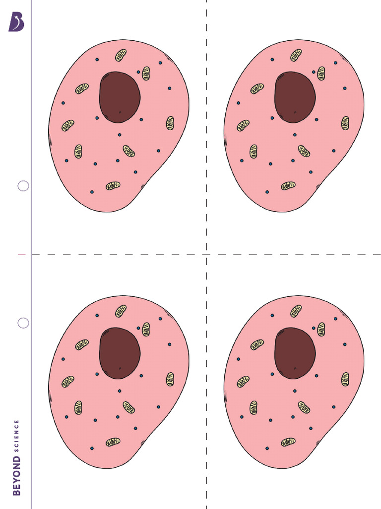 animal-cell-illustration-x4-pdf