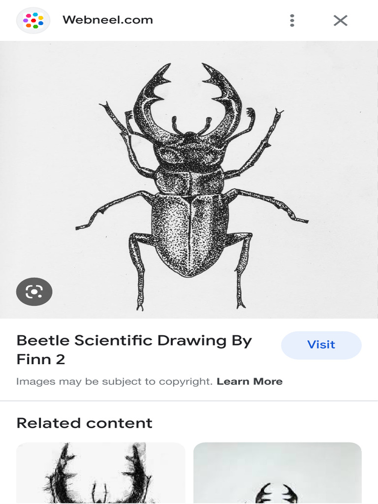 Scientific Bug Drawings - Google Search | PDF