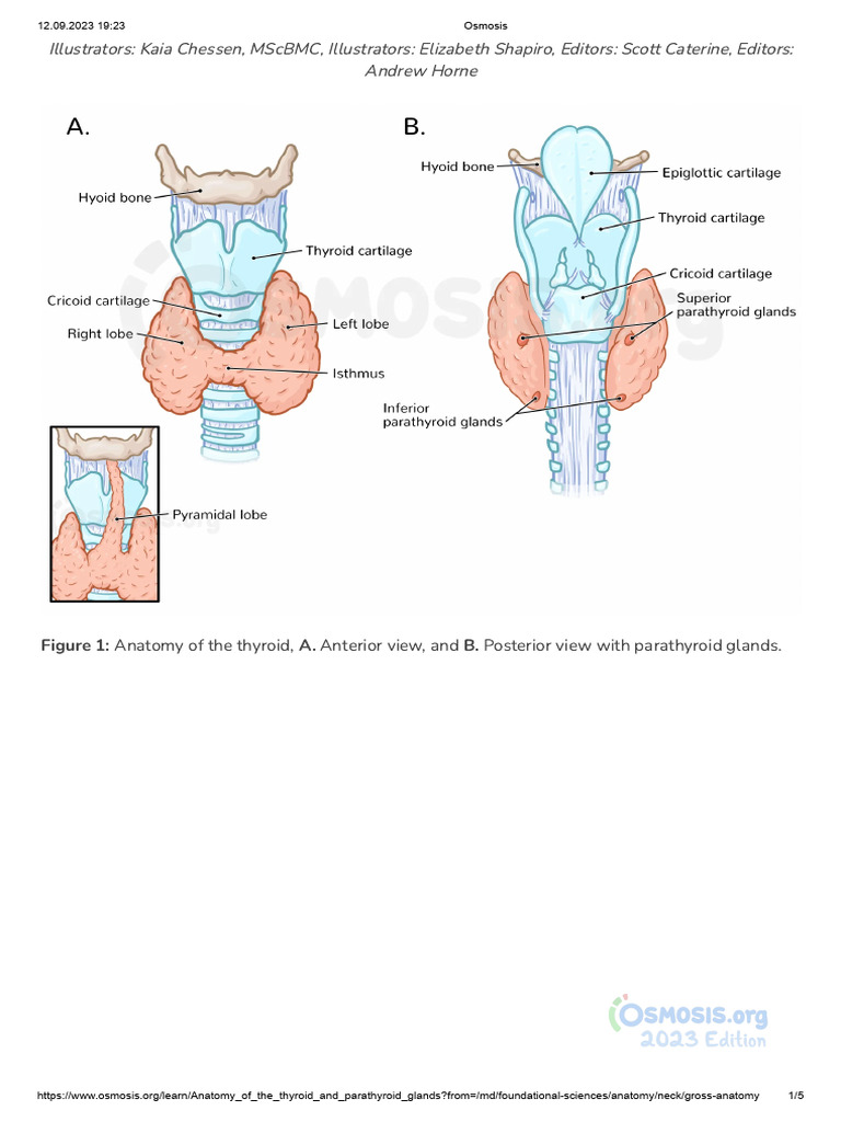 Thyroid and Parathyroid Anatomy Overview | PDF