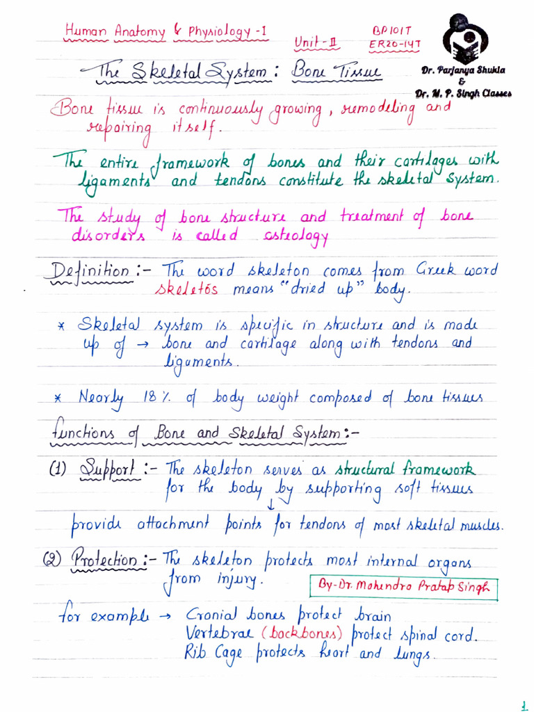 The Skeletal System Bone Tissue Pdf Skeletal System