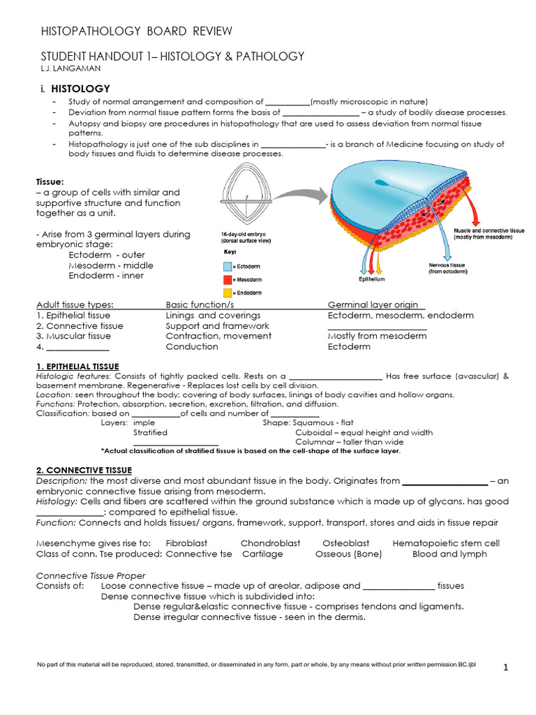 1 Histo Patho - v3 | PDF | Connective Tissue | Tissue (Biology)