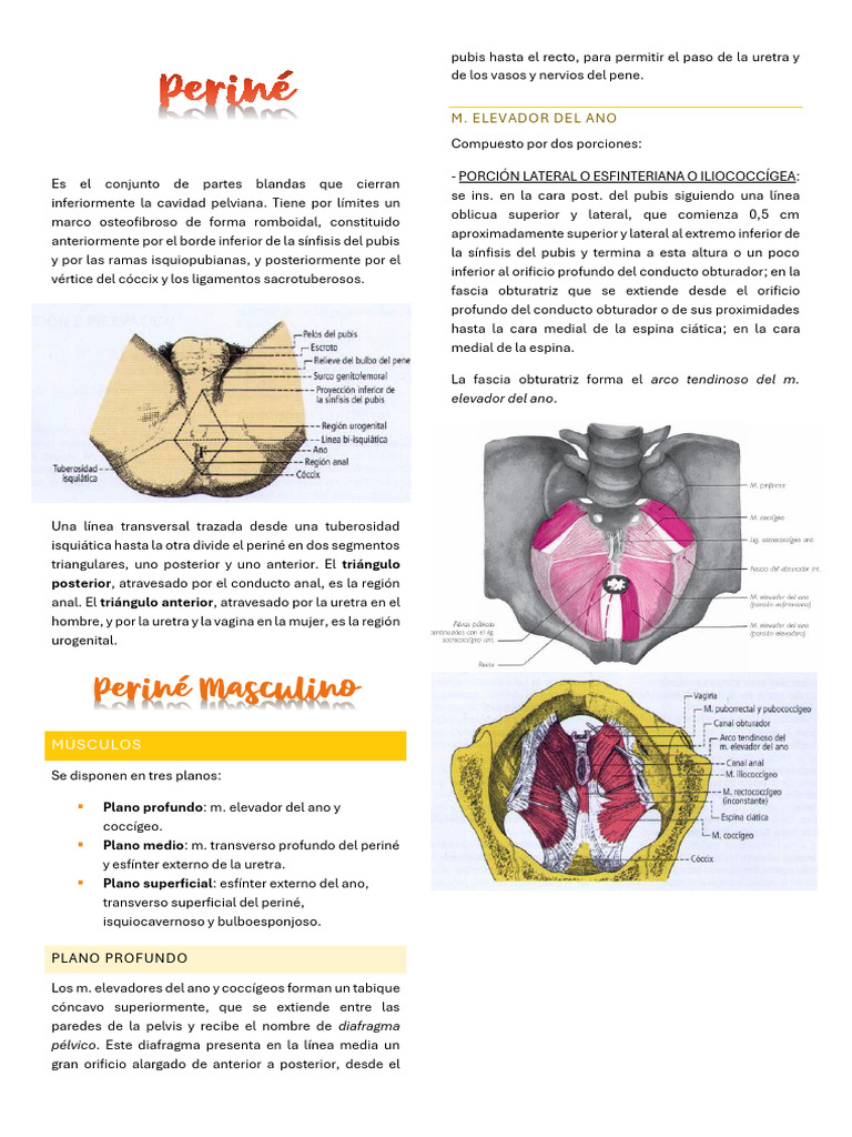 Anatomía y Función del Periné Masculino | PDF | Vagina | Pelvis