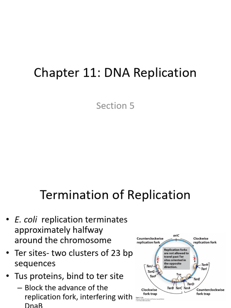 MBIO 4843 Chapter 11 Section 5 | PDF