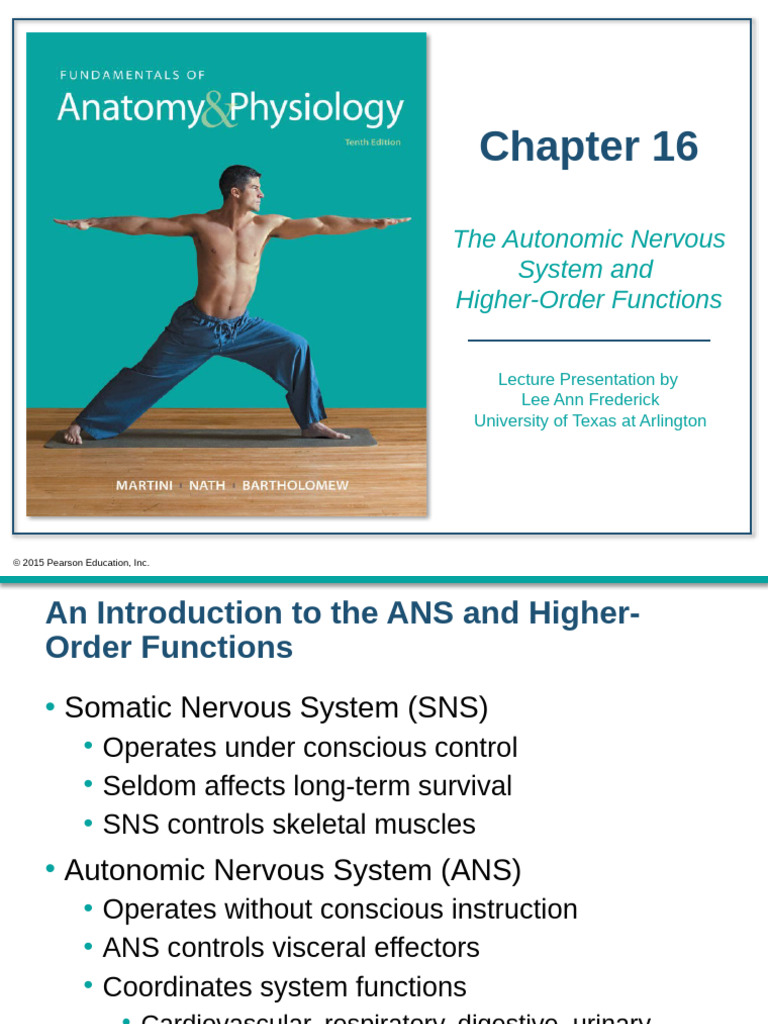 CH 16 Lecture Presentation+12wks | PDF | Autonomic Nervous System ...
