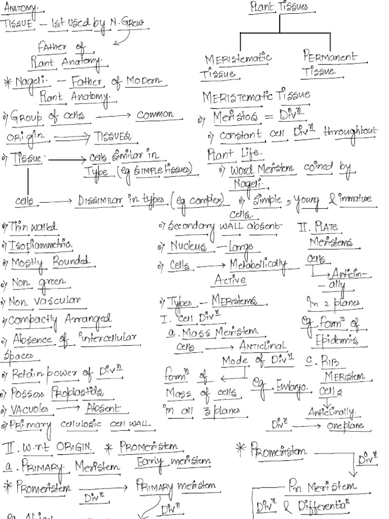 Anatomy SB Sir | PDF