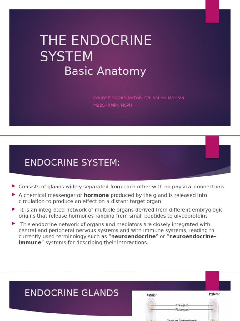 Overview of the Endocrine System Anatomy | PDF | Pancreas | Pituitary Gland
