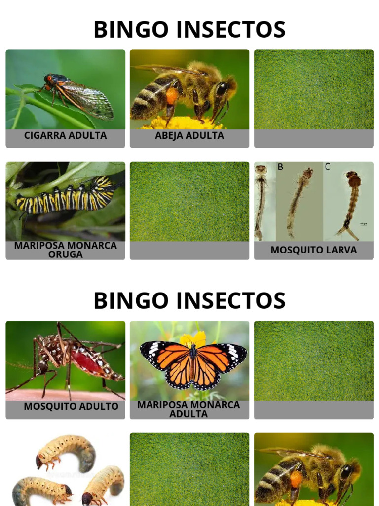 Bingo Insectos | PDF