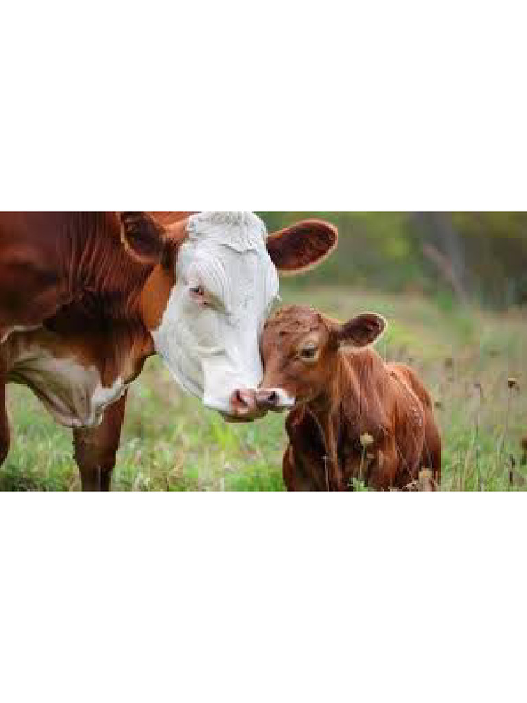 Cow | PDF