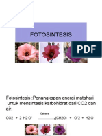 FOTOSINTESIS