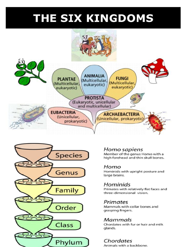 Classification of Living Things and Using The Light Microscope | PDF ...