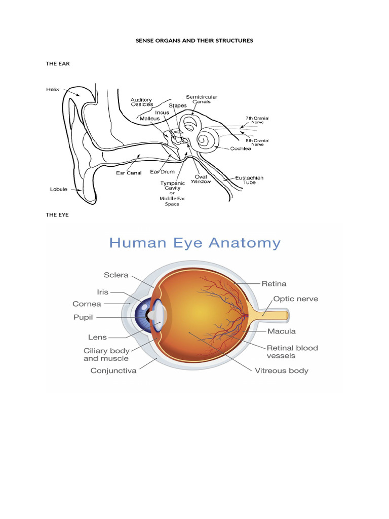 Sense Organs and Their Structures | PDF