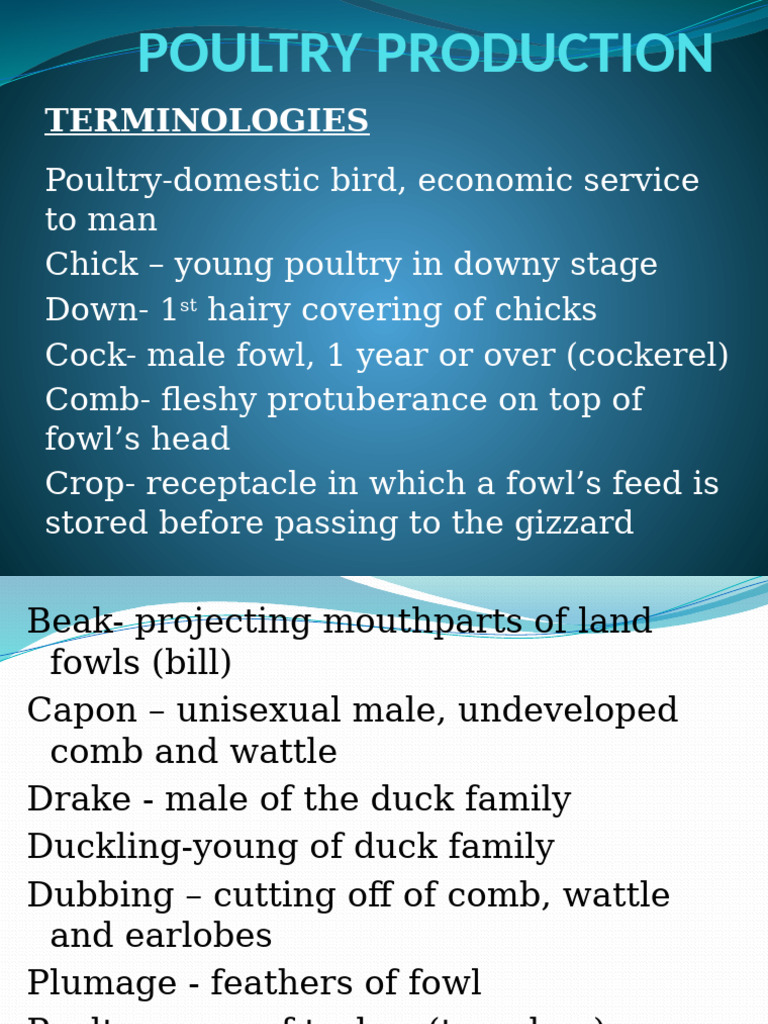Poultry Production Terminology Guide | PDF | Poultry | Digestion
